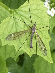Tipula maxima