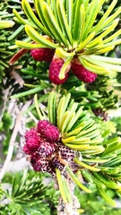 Abies cephalonica