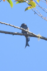 Dicrurus leucophaeus stigmatops