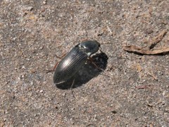 Selatosomus aeneus