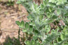 Dalea obovata