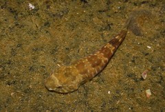 Brazilian Clingfish photo 5