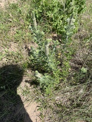 Dalea obovata