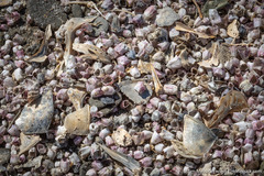 Balanus amphitrite saltonensis