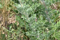 Dalea obovata