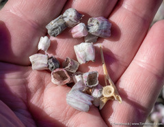 Balanus amphitrite saltonensis