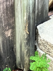 Anolis sagrei