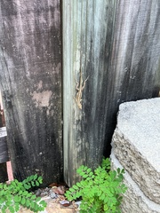 Anolis sagrei