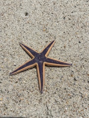 Astropecten articulatus