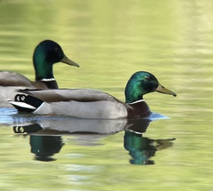 Anas platyrhynchos