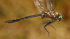 Somatochlora kennedyi