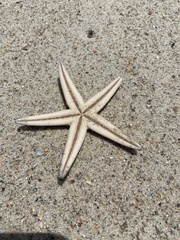 Astropecten articulatus