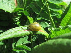 Stylommatophora