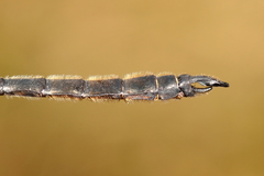 Somatochlora kennedyi