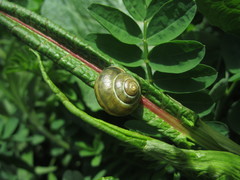Stylommatophora