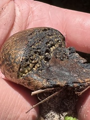 Pisolithus arenarius