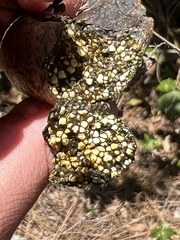 Pisolithus arenarius