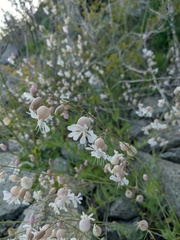 Silene crispata