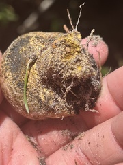 Pisolithus arenarius