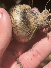 Pisolithus arenarius