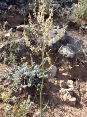Rumex intermedius