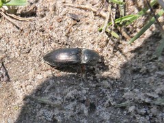 Selatosomus aeneus