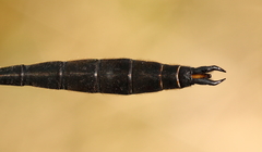 Somatochlora kennedyi