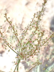 Rumex intermedius