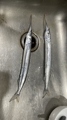 Hyporhamphus ihi