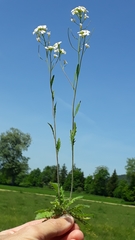 Arabidopsis arenosa arenosa
