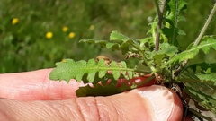 Arabidopsis arenosa arenosa