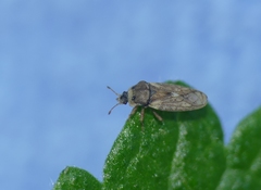 Piesma maculatum