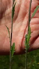 Arabidopsis arenosa arenosa