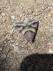 Drasteria pallescens