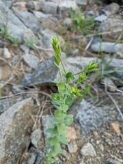 Linaria genistifolia
