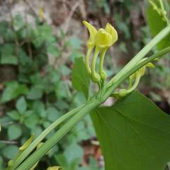 Aristolochia clematitis