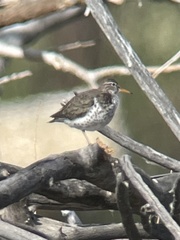 Actitis macularius