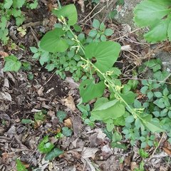 Aristolochia clematitis