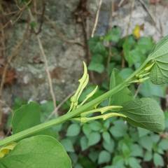 Aristolochia clematitis
