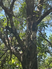 Melaleuca quinquenervia