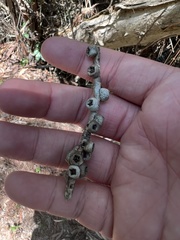 Melaleuca quinquenervia