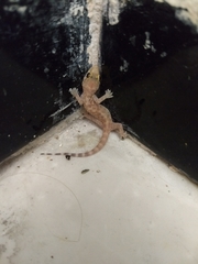 Hemidactylus turcicus