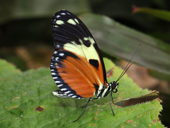 Heliconius ismenius metaphorus