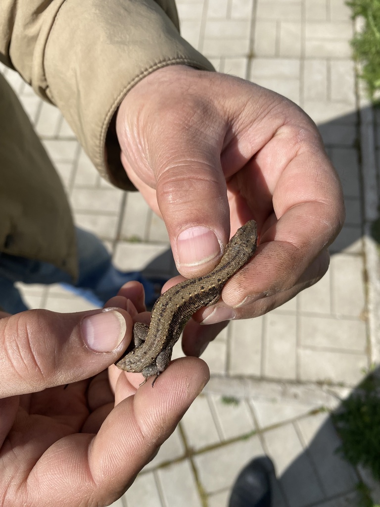 Viviparous Lizard from Клинские Дачи поселок, Зубовское, Московская ...