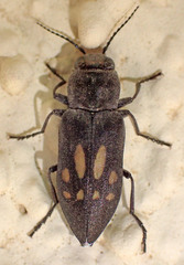 Melanophila consputa