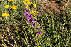 Penstemon heterophyllus australis