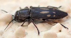 Melanophila consputa