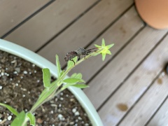 Piezogaster calcarator