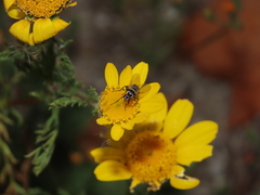 Limnophora obsignata