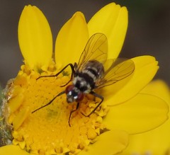 Limnophora obsignata